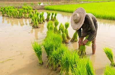 汉中市机插秧水稻锌肥肥效试验